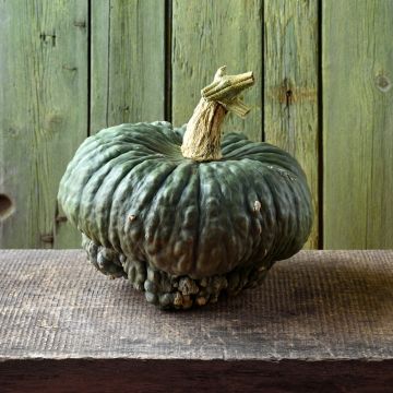 Pumpkin Marina di Chioggia - Cucurbita maxima