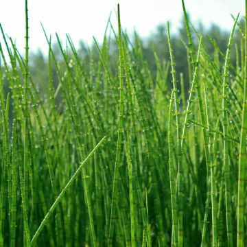 Prêle japonaise naine - Equisetum scirpoides