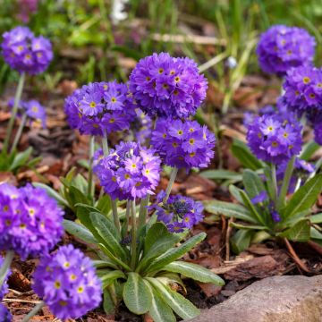 Primula denticulata Cashmeriana - Primrose