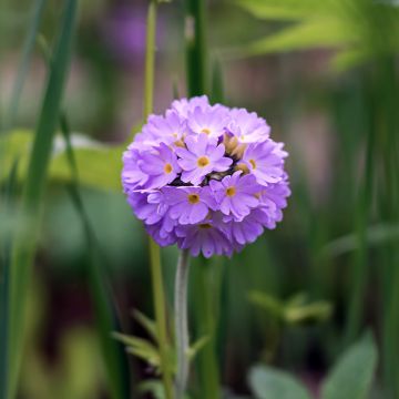 Primevère Prom Lilac - Primula denticulata