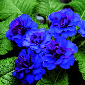 Primula vulgaris Belarina  Cobalt Blue- English Primrose