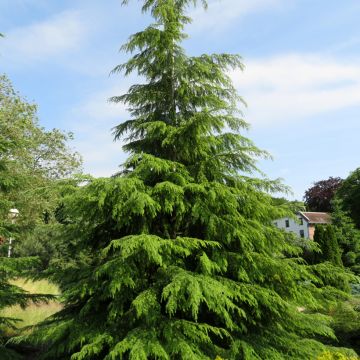 Tsuga heterophylla - Western Hemlock