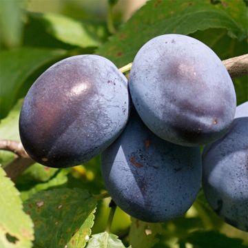Prunus domestica Stanley - Organic Common plum