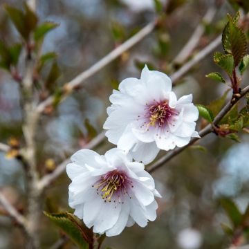 Prunus x subhirtella Hally Jolivette - Autumn Cherry