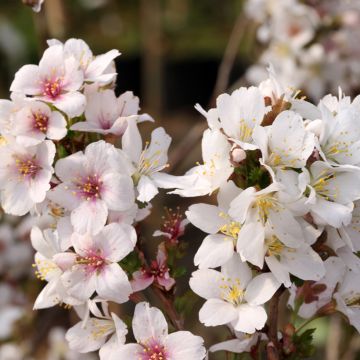 Prunus incisa Arboretum Kórnik - Fuji cherry