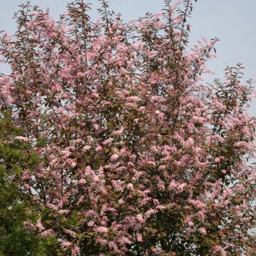 Prunus padus Colorata - Bird Cherry