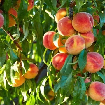 Prunus persica Fertile September - Peach Tree