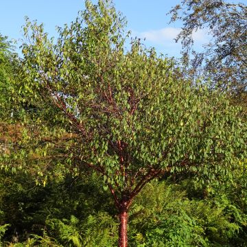 Prunus serrula - Tibetan Cherry