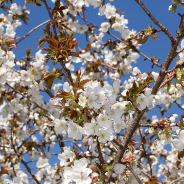 Prunus serrulata Tai haku - Japanese Cherry