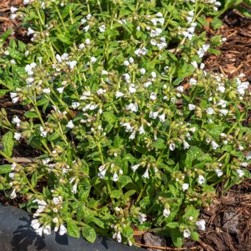 Pulmonaria Sissinghurst White - Lungwort