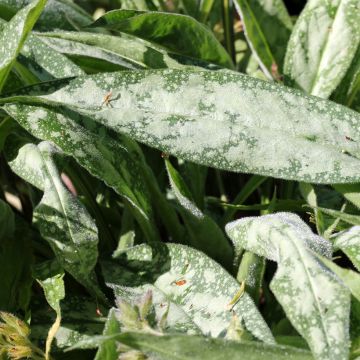 Pulmonaria longifolia subsp. cevennensis - Lungwort