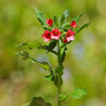 Pulmonaria rubra - Lungwort