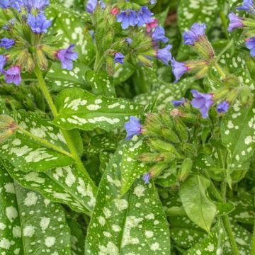 Pulmonaria Raspberry Ice - Pulmonaire hybride panachée à fleurs roses.