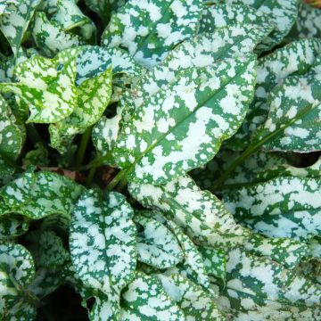 Pulmonaria saccharata Mrs Moon - Pulmonaire Mrs Moon