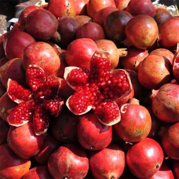 Punica granatum Wonderful - Pomegranate