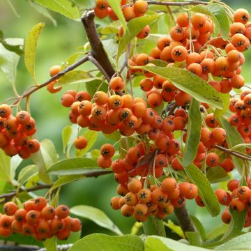 Pyracantha Golden Charmer