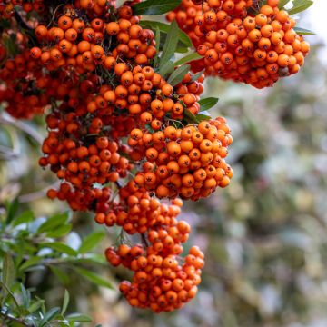 Pyracantha SAPHYR Orange - Scarlet Firethorn