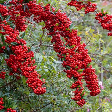 Pyracantha coccinea SAPHYR Rouge ® Cadou