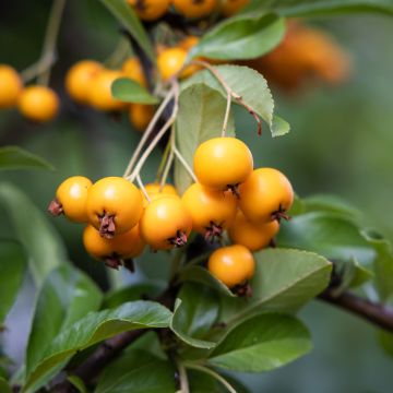 Pyracantha coccinea Saphyr Jaune - Scarlet Firethorn