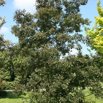 Quercus petraea Purpurea - Sessile Oak