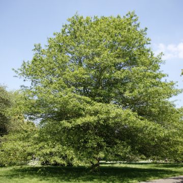 Quercus phellos - Willow Oak