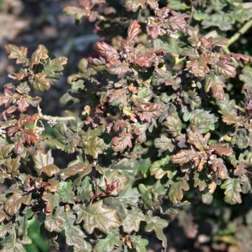 Quercus robur Atropurpurea - English Oak