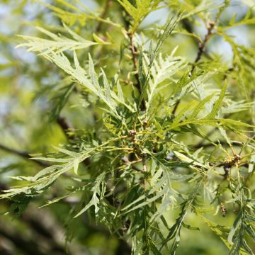 Quercus robur Pectinata - English oak