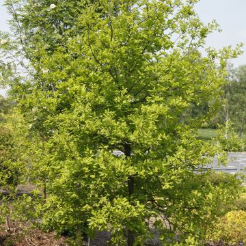 Quercus robur Rita's Gold - English Oak