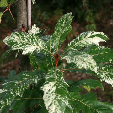 Quercus rubra Wolfsdonk's Pride