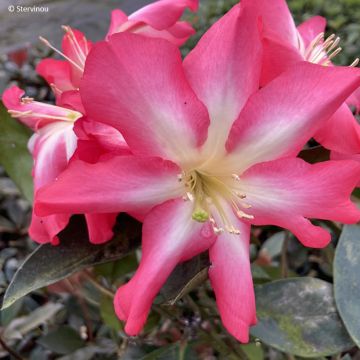 Rhododendron vireya Calavar - Tropical Rhododendron