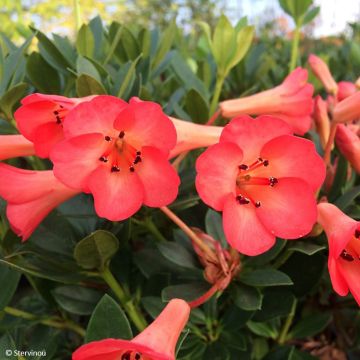 Rhododendron vireya Saxon blush - Tropical Rhododendron