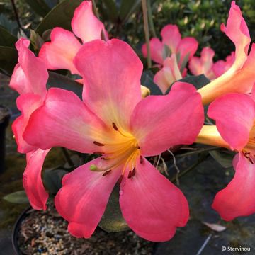 Rhododendron vireya Strawberry Parfait - Tropical Rhododendron