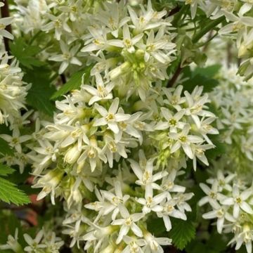 Ribes sanguineum Oregon Snowflake