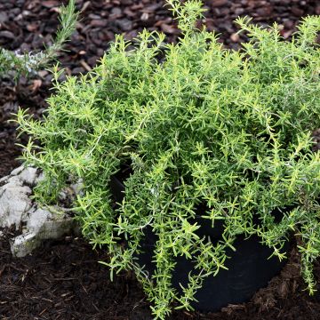 Salvia rosmarinus Capri - Rosemary