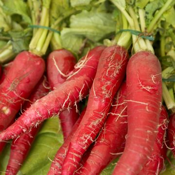 Candela di Fuoco' Radish