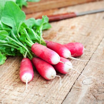 Radish Flambo