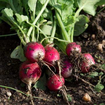 Radish National 2 organic seeds