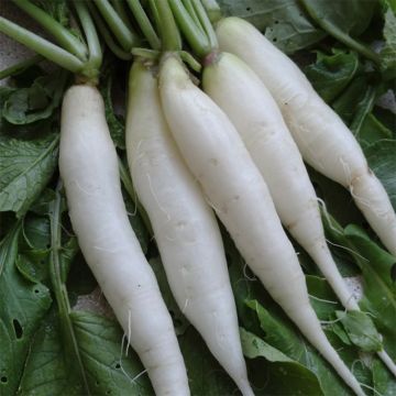 Transparent White Rave Radish