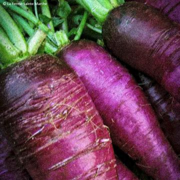 Radish Violet de Gournay - Ferme de Sainte Marthe Seeds