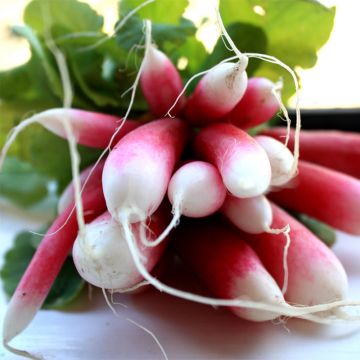 Radish De 18 Jours Organic