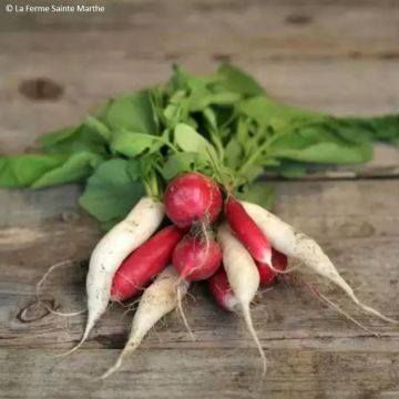 Radish Mix - Ferme de Sainte Marthe seeds