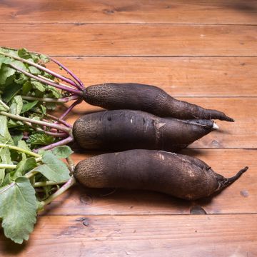 Radish Noir Gros Long d'Hiver - Vilmorin Seeds