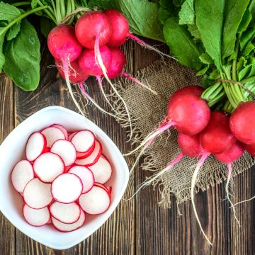 Radish Scarlet Globe