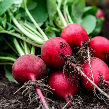 Radish Giant of Würzburg - Vilmorin Seeds