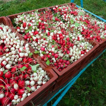 Round Radish Mix - Vilmorin Seeds