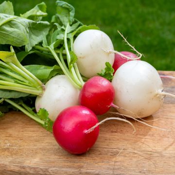 Round Radish Mix