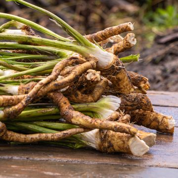 Horseradish - Armoracia rusticana - German Mustard