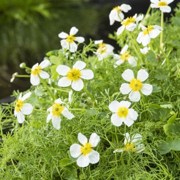 Ranunculus flammula - Renoncule flammette