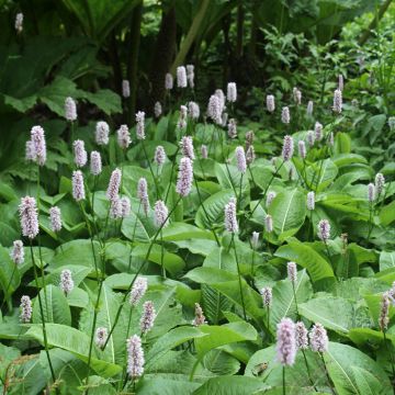 Persicaria bistorta Superba - Bistort