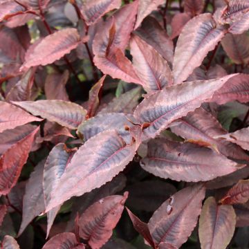 Persicaria microcephala Red Dragon - Knotweed